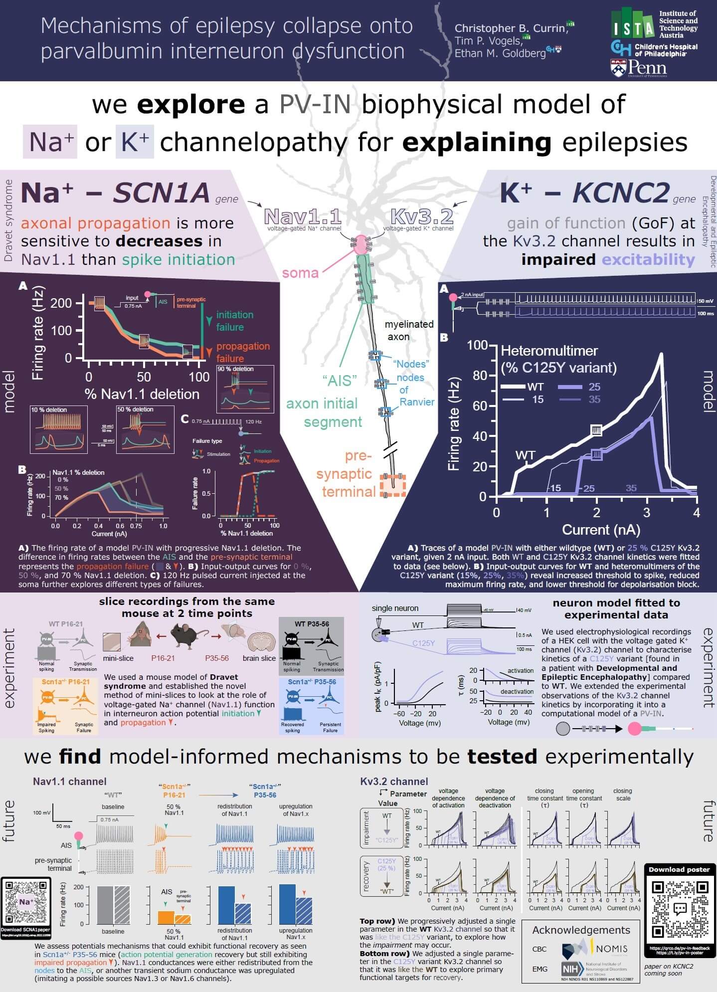 Mechanisms of epilepsy collapse onto parvalbumin interneuron dysfunction